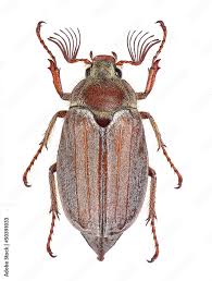 Attēlu rezultāti vaicājumam “Melolontha hippocastani”