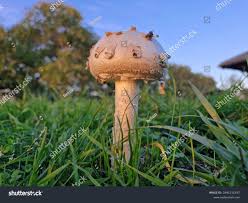 Attēlu rezultāti vaicājumam “Amanita strobiliformis”