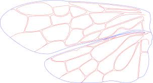 Attēlu rezultāti vaicājumam “Pamphiliidae”