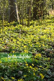 Attēlu rezultāti vaicājumam “Anemone ranunculoides leaf”