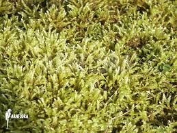 Attēlu rezultāti vaicājumam “Hypnum cupressiforme var. lacunosum sporophyte”