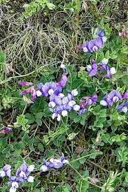 Attēlu rezultāti vaicājumam “Lathyrus japonicus subsp. maritimus flower”