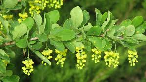 Attēlu rezultāti vaicājumam “Berberis vulgaris”