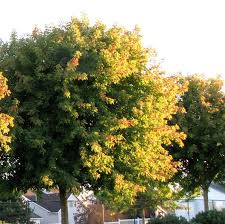 Attēlu rezultāti vaicājumam “Acer negundo”