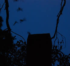 Image result for Chaetura pelagica