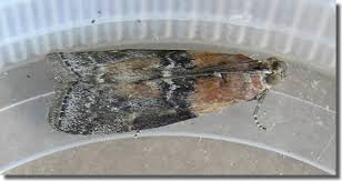 Attēlu rezultāti vaicājumam “Sciota adelphella”