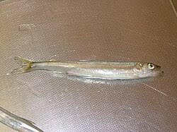 Image result for Osmerus mordax