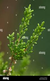 Attēlu rezultāti vaicājumam “Calluna vulgaris leaf”