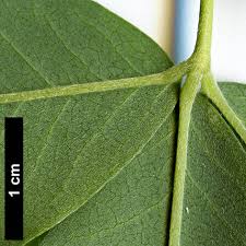 Attēlu rezultāti vaicājumam “Laburnum anagyroides leaf”