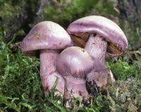 Attēlu rezultāti vaicājumam “Cortinarius traganus”