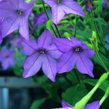 Image result for Nicotiana x sanderae `Perfume`F1