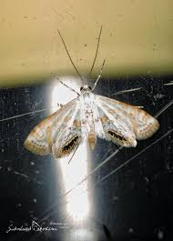 Attēlu rezultāti vaicājumam “Cataclysta lemnata”