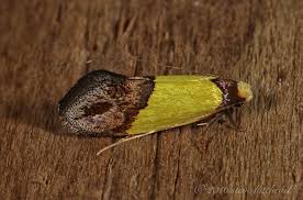 Attēlu rezultāti vaicājumam “Oecophoridae”