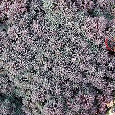 Attēlu rezultāti vaicājumam “Sedum hispanicum”