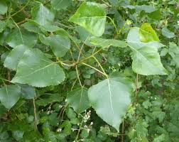 Attēlu rezultāti vaicājumam “Populus x canadensis leaf”