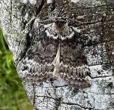 Attēlu rezultāti vaicājumam “Tetheella fluctuosa”