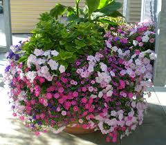 Image result for Petunia hybrida