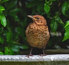 Attēlu rezultāti vaicājumam “Turdus merula juvenile”