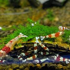 Attēlu rezultāti vaicājumam “Jungermannia subulata”