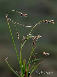 Attēlu rezultāti vaicājumam “Carex capillaris”