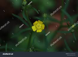Attēlu rezultāti vaicājumam “Ranunculus auricomus leaf”