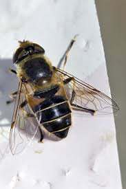 Attēlu rezultāti vaicājumam “Eristalis sp.”