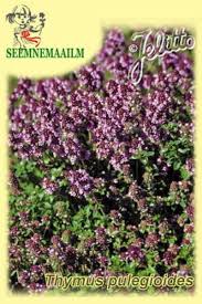 Attēlu rezultāti vaicājumam “Thymus pulegioides fruit”