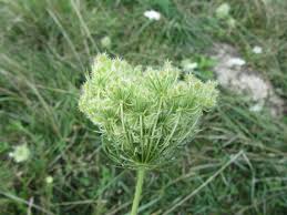Attēlu rezultāti vaicājumam “Daucus carota subsp. carota leaf”