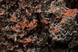 Attēlu rezultāti vaicājumam “Erythricium aurantiacum”