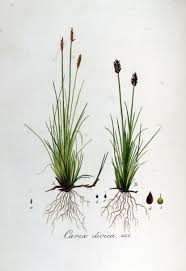 Attēlu rezultāti vaicājumam “Carex dioica”