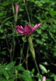 Attēlu rezultāti vaicājumam “Dianthus deltoides bud”