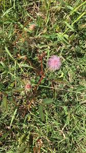 Image result for pohon semalu images