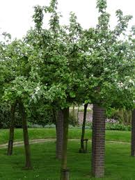 Attēlu rezultāti vaicājumam “Cydonia oblonga”