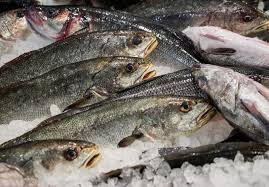 Image result for Umbrina cirrosa