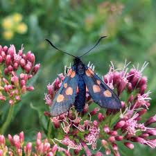 Attēlu rezultāti vaicājumam “Zygaena viciae”