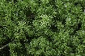 Attēlu rezultāti vaicājumam “Pseudobryum cinclidioides”