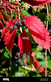 Attēlu rezultāti vaicājumam “Parthenocissus quinquefolia fruit”