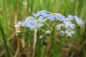 Attēlu rezultāti vaicājumam “Myosotis scorpioides bud”