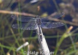 Attēlu rezultāti vaicājumam “Reticularia jurana young”