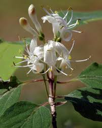 Attēlu rezultāti vaicājumam “Lonicera xylosteum bud”
