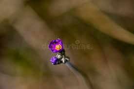 Attēlu rezultāti vaicājumam “Primula farinosa bud”