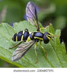 Attēlu rezultāti vaicājumam “Xanthogramma sp.”