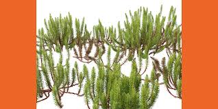 Attēlu rezultāti vaicājumam “Hippuris vulgaris”