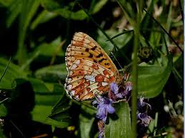 Attēlu rezultāti vaicājumam “Clossiana selene upperside”