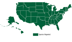 Attēlu rezultāti vaicājumam “Anisantha tectorum fruit”