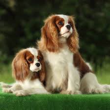 Attēlu rezultāti vaicājumam “Canis lupus familiaris”