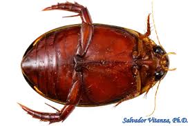 Attēlu rezultāti vaicājumam “Dytiscidae”