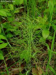 Attēlu rezultāti vaicājumam “Equisetum pratense”