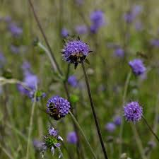 Image result for Succisa pratensis