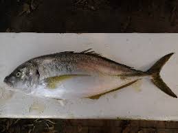 Image result for Pseudocaranx dentex